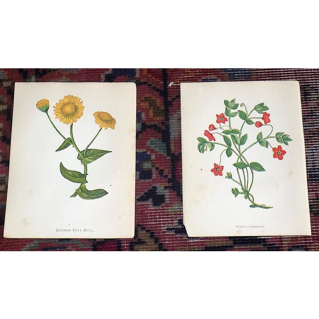 Antique 19th Century Anne Pratt Botanical Chromolithographs - Set of 12 For Sale - Image 4 of 10