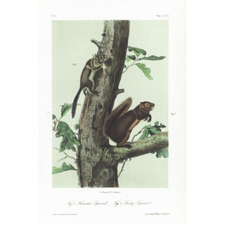 1854 Audubon Quadruped Octavo Lithograph "Plate 149 Fremont's Squirrel & Sooty Squirrel" For Sale