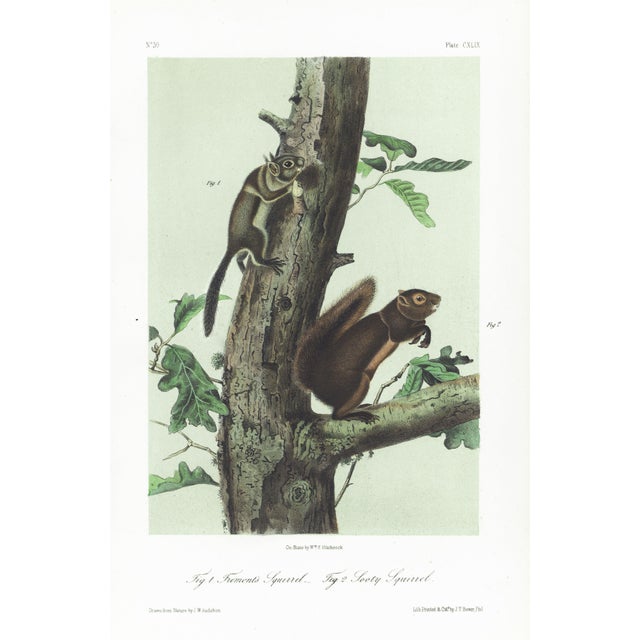 1854 Audubon Quadruped Octavo Lithograph "Plate 149 Fremont's Squirrel & Sooty Squirrel" For Sale
