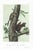 1854 Audubon Quadruped Octavo Lithograph "Plate 149 Fremont's Squirrel & Sooty Squirrel" For Sale