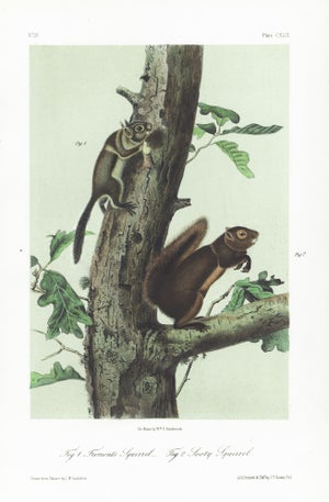 1854 Audubon Quadruped Octavo Lithograph "Plate 149 Fremont's Squirrel & Sooty Squirrel"