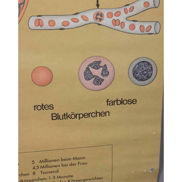 Industrial Vintage School Poster Breathing and Blood Circulation from Lehrmittelverlag Wilhelm Hagemann, 1970s For Sale - Image 3 of 14