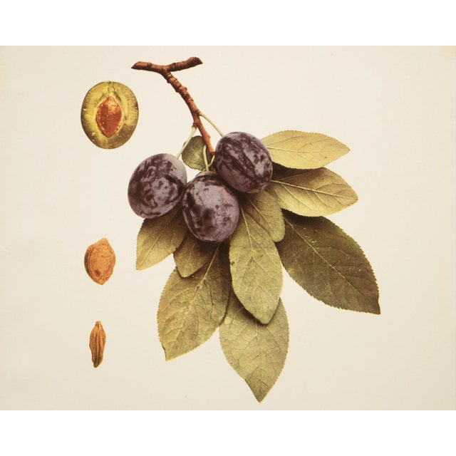 Farmhouse 1900s U. P. Hedrick, Original Antique Photogravure of Middleburg Plums For Sale - Image 3 of 7