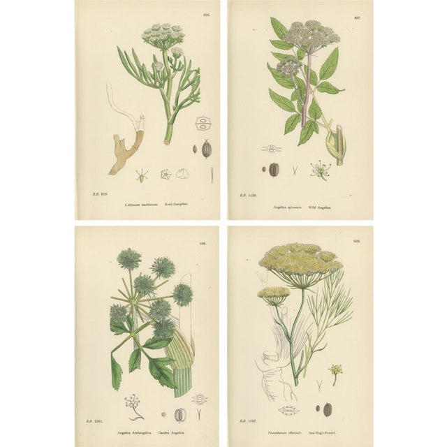Sowerby, Herbs with Soft Green Palette, 1902, Prints, Set of 4 For Sale - Image 10 of 10