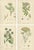Sowerby, Herbs with Soft Green Palette, 1902, Prints, Set of 4 For Sale - Image 10 of 10