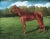 This is a portrait of statuesque thoroughbred "Raymond". I don't know the history of this race horse; only his name. Oil...