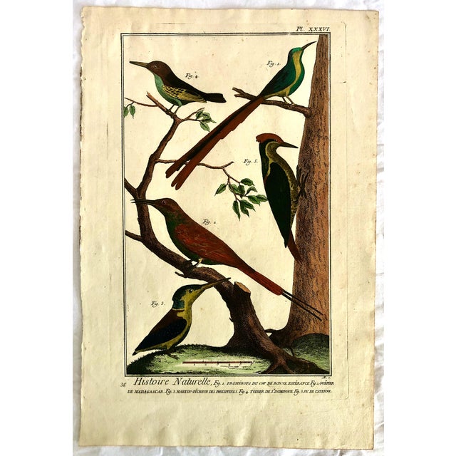 18th-Century Pair of French Hand-Colored Copperplate Engravings of Exotic Birds, by François-Nicolas Martinet For Sale - Image 9 of 18