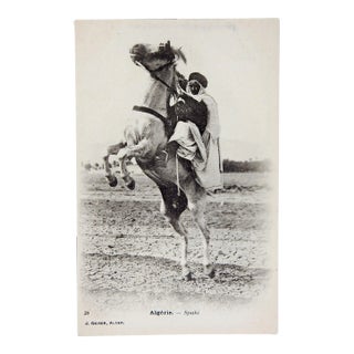 Vintage Algerian Barb Horse & Rider Postcard Print For Sale