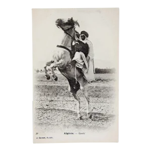 Vintage Algerian Barb Horse & Rider Postcard Print