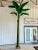 Monumental Coastal Banana Canvas Palm Tree For Sale In Naples, FL - Image 6 of 9