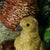 Hugo Lonitz Majolica Partridge and Chicks Candelabra Base For Sale - Image 16 of 17