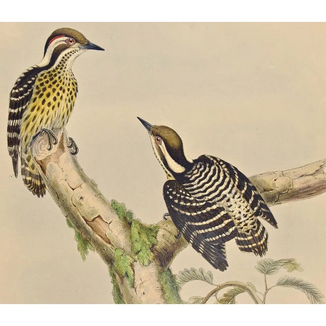 This is a hand-colored folio sized lithograph entitled "Iyngipicu Maculatus" (Sonnerat's Pygmy Woodpeckers) by John Gould...