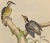 This is a hand-colored folio sized lithograph entitled "Iyngipicu Maculatus" (Sonnerat's Pygmy Woodpeckers) by John Gould...