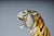 Large Italian Hollywood Regency Ceramic Tiger, 1970s For Sale - Image 12 of 18