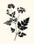 ﻿'Queen Anne's Lace' A fine art giclée printed with archival inks on artist's paper, from an original india ink drawing...