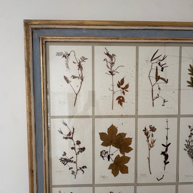 Large 19th Century French Mounted Botanical Herbiers For Sale - Image 13 of 16