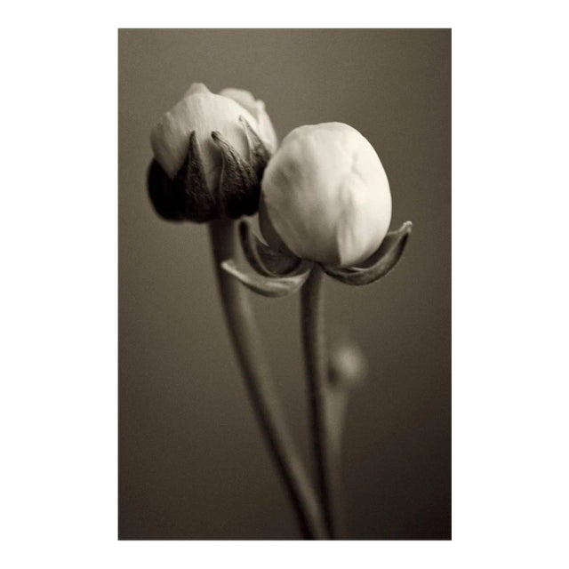 Ranunculi, Photograph, Flowers, 2003 For Sale