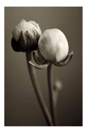 Ranunculi, Photograph, Flowers, 2003