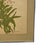 Vintage Botanical Tiger Lily Illustration by Wendy Wheeler, Signed, Framed Floral Art. For Sale In Seattle - Image 6 of 10