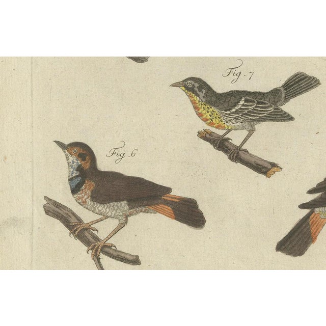 Late 18th Century Bertuch, Seven Robins, Bluethroats and Yellowthroats, 1796, Engraving For Sale - Image 5 of 10