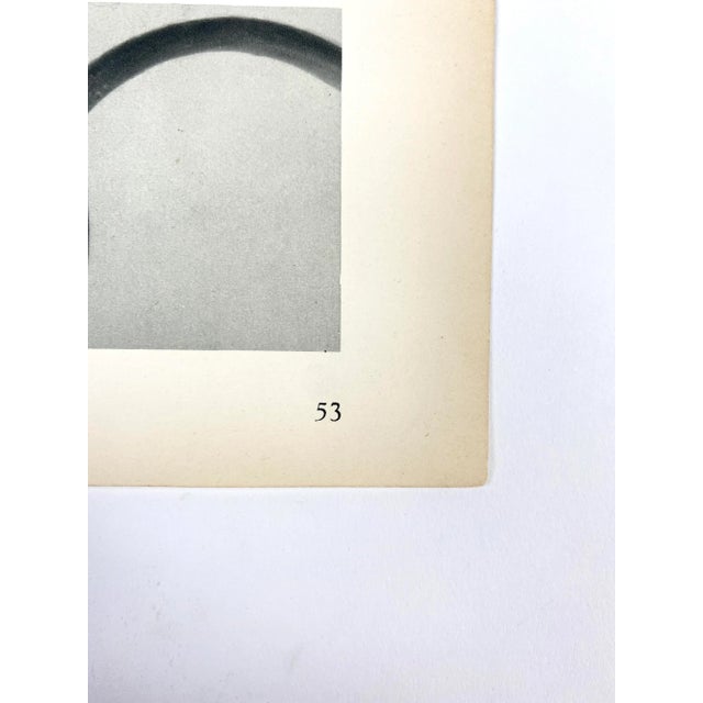 1920s Antique Botanical Blossfeldt Print - No. 53 For Sale - Image 5 of 6