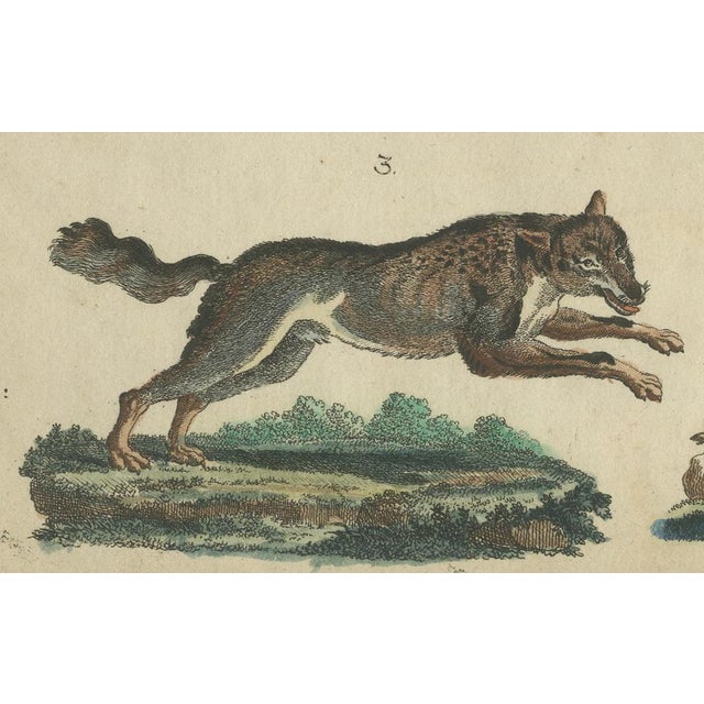 Bertuch, Wild Canines and Hyenas, 1800, Handcolored Engraving For Sale - Image 4 of 7