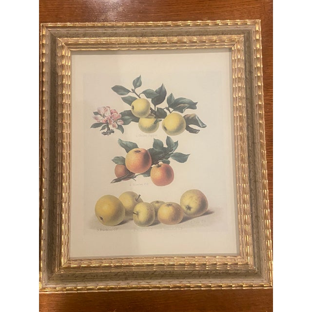 Chelsea House Inc 1990s Chelsea House Set of 4 Pear Prints For Sale - Image 4 of 9