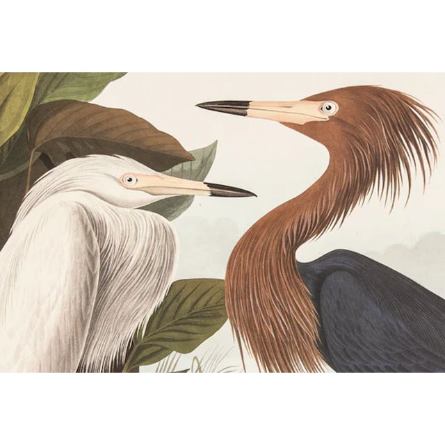 The Abbeville Press edition (1985) of the Reddish Egret (Plate 256) facsimile is a world-class reproduction of John James...