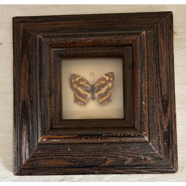 Boho Chic Antique Petite Common Jester Butterfly in Wood Frame For Sale - Image 3 of 5