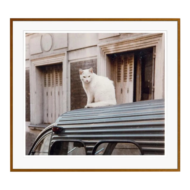 Cat on a Car Tin Roof 1950s by Peter Cornelius Framed C-Print For Sale