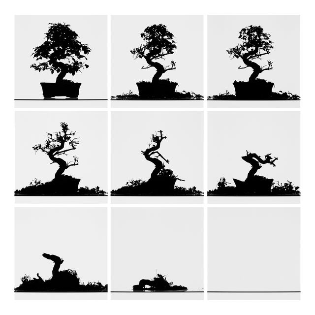 Filipe Condado, Untitled, Photography For Sale