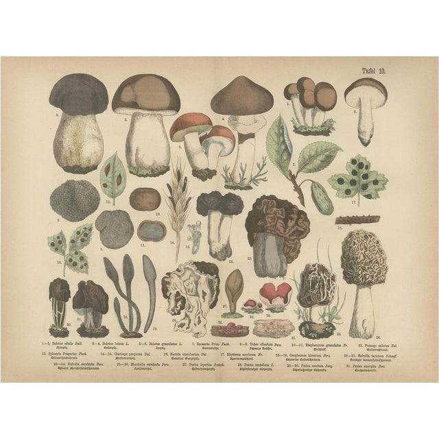 Fünfstück, Morels & Truffles, 1885, Paper For Sale - Image 10 of 10