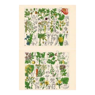 Rare 1876 German Hand-Colored Botanical Plates From Büchner’s Pflanzen-Atlas — Set of 2 For Sale