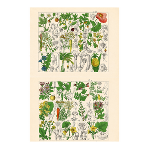 Rare 1876 German Hand-Colored Botanical Plates From Büchner’s Pflanzen-Atlas — Set of 2