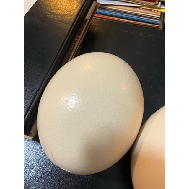 Large Pair of Authentic Ostrich Eggs For Sale - Image 9 of 9