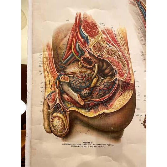 Genito-Urinary Anatomical Chart, Paper on Canvas, 1922 For Sale - Image 4 of 16