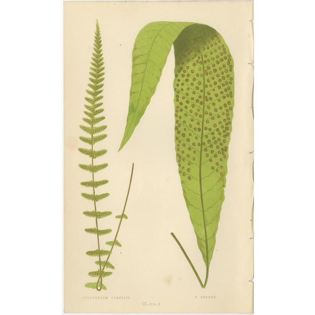 Mid 19th Century E.J. Lowe, Exotic Fern, 1856, Lithograph, Set of 6 For Sale - Image 5 of 10