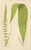 Mid 19th Century E.J. Lowe, Exotic Fern, 1856, Lithograph, Set of 6 For Sale - Image 5 of 10