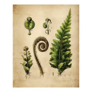 Antique Botanical Fern Fine Art Print For Sale