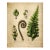 Antique Botanical Fern Fine Art Print For Sale