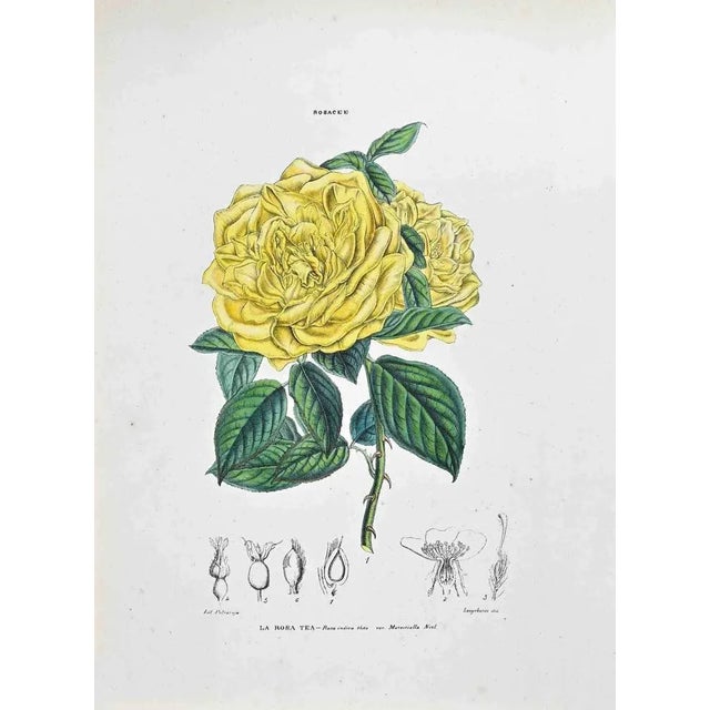 Lithograph hand watercolored. Plate from "Atlante di Botanica popolare ossia Illustrazione di Piante Notevoli di ogni...