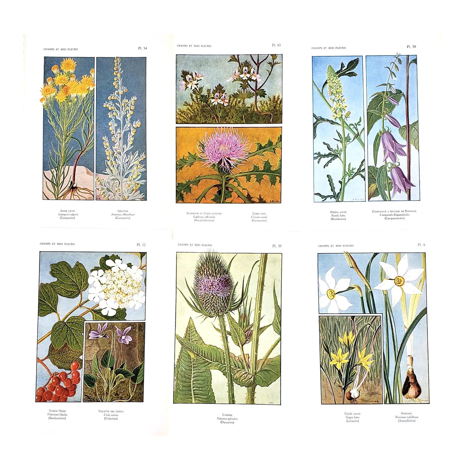 1922 Set of 6-French Botanicals-FIeld Flowers | Chairish