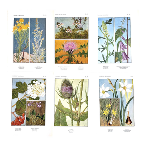 1922 Set of 6-French Botanicals-FIeld Flowers