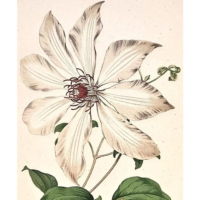 Mid 19th Century Rare Pair-C1860 Antique French Botanical Chromolithographs, Matted For Sale - Image 5 of 5