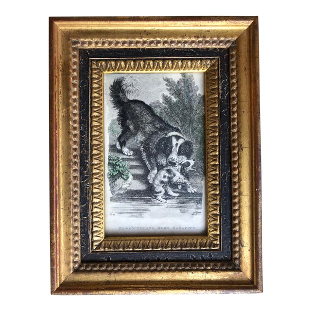 1874 Antique William Kingston Framed Newfoundland Dog Print Chairish