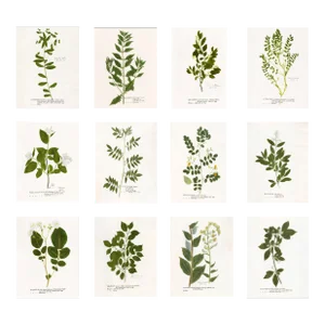 Contemporary Reproduction Prints of Antique British Botanical Set of 12