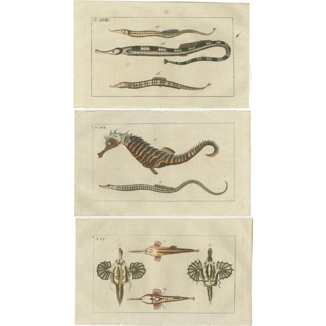 Paper Gottlieb Tobias Wilhelm, Short Dragonfish, Pipefish and Seahorse, 1832, Paper, Set of 3 For Sale - Image 7 of 7