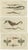 Paper Gottlieb Tobias Wilhelm, Short Dragonfish, Pipefish and Seahorse, 1832, Paper, Set of 3 For Sale - Image 7 of 7