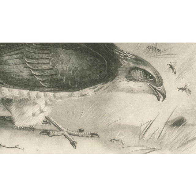 Lilian M. Medland, Honey Buzzard Bird, 1908, Monochrome Ornithological Plates, Set of 2 For Sale - Image 9 of 11