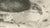 Lilian M. Medland, Honey Buzzard Bird, 1908, Monochrome Ornithological Plates, Set of 2 For Sale - Image 9 of 11
